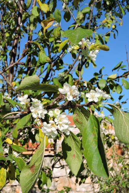 Orchard plum blossom